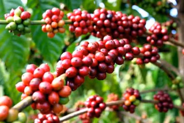 Khoán vườn cây theo phương án mới ảnh 1