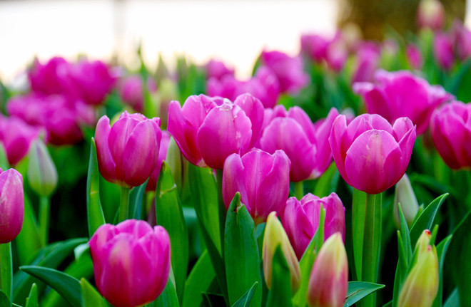 Như mọi năm, Hội hoa xuân Tao Đàn luôn có một khu vực nhỏ để trưng hoa Tulip...