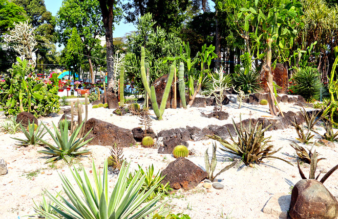 ... và khu trưng bày cây xương rồng. Theo ban tổ chức, năm nay khu vực này quy tụ nhiều loại mới lạ lần đầu giới thiệu tại Hội Hoa Xuân, như xương rồng đột biến nhiều màu, bộ sưu tập xương rồng “công tử bột”.