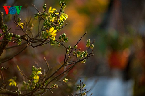 Mai vàng xứ Huế khoe sắc