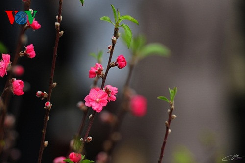 Đào Hà Nội cũng góp mặt trong chợ hoa Xuân xứ Huế