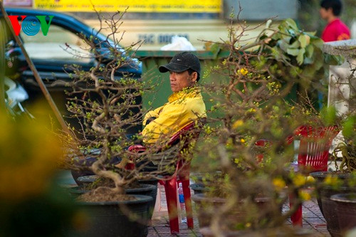 Hoa mai của xứ Huế