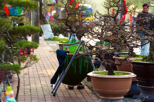 Ngủ trưa giữa chợ hoa Xuân