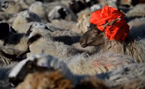 Một chú dê đeo nơ đỏ nổi bần bật giữa đàn. Một chú dê đeo nơ đỏ nổi bần bật giữa đàn.