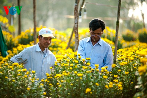 Người dân chọn hoa Cúc trong chợ hoa