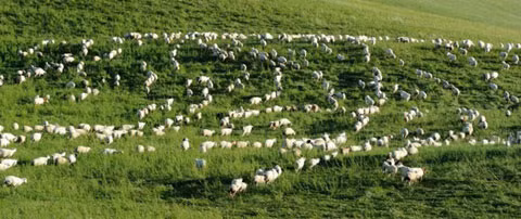 Bầy dê đang thả sức gặm cỏ trên cánh đồng xanh mướt. Bầy dê đang thả sức gặm cỏ trên cánh đồng xanh mướt.