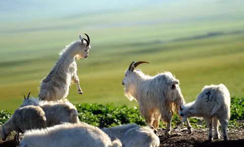 Đàn dê đang đùa vui trên đồng cỏ. Đàn dê đang đùa vui trên đồng cỏ.