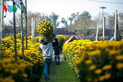 Vận chuyển hoa cúc tại chợ Hoa xuân