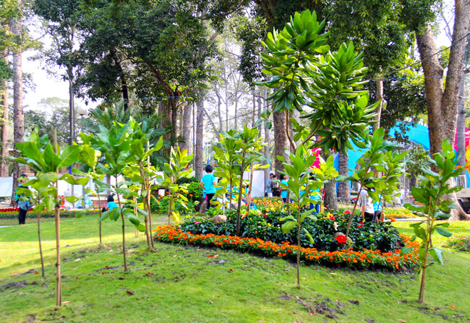 Cạnh đó là đồi hoa với điểm nhấn là cây bàng vuông, đặc trưng cho vùng biển, đảo.