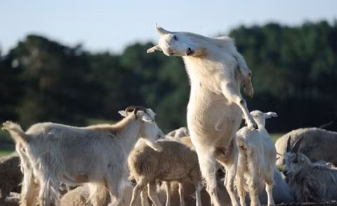 Chú dê này có vẻ muốn "chơi trội". Chú dê này có vẻ muốn