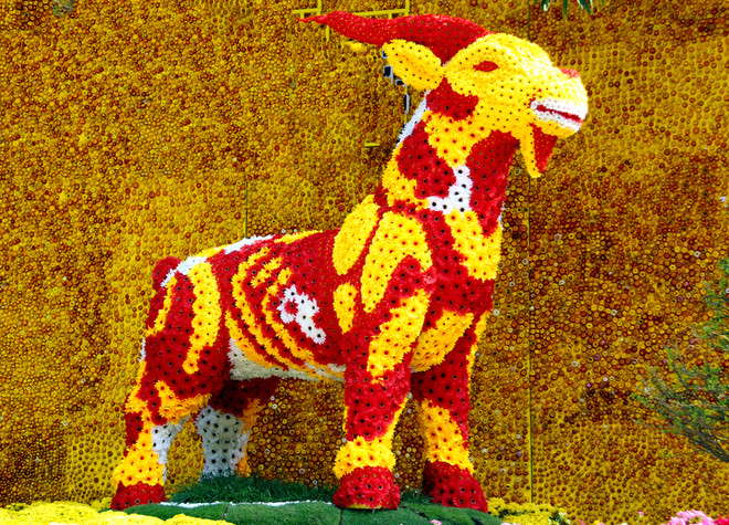 Cạnh đó là một chú dê khổng lồ làm bằng hoa bất tử đứng trên đồi hoa bên cạnh bức tường lớn cũng được kết bằng loài hoa này.