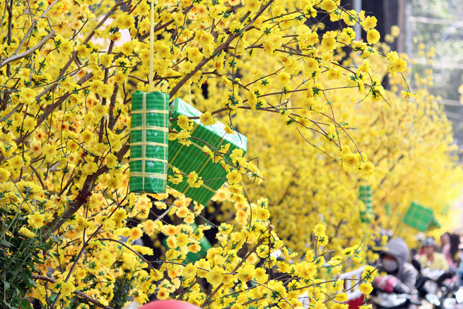 Hàng chục gốc mai nhân tạo khiến cả đoạn đường ngập tràn màu vàng.
