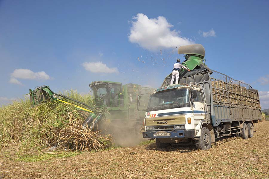 Công lao động cho 1 ha mía nay chỉ cần 2-3 lao động. Công lao động cho 1 ha mía nay chỉ cần 2-3 lao động.