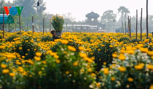 Mang cúc vào chợ hoa.
