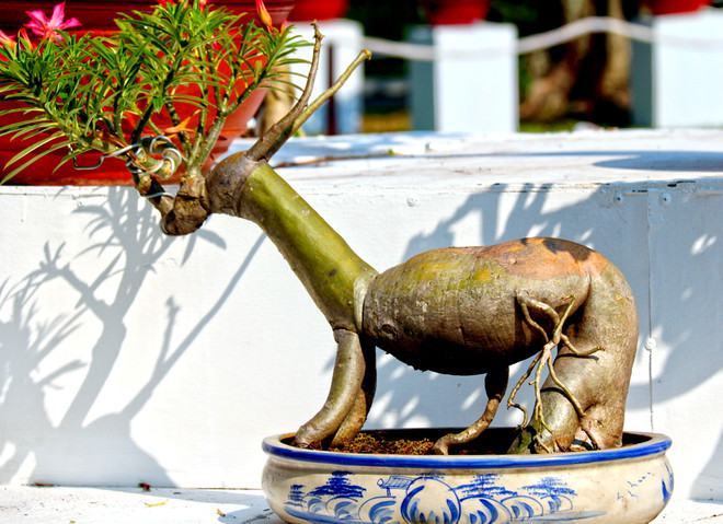 Cây sứ cảnh mang hình dáng con dê tại Hội hoa xuân.