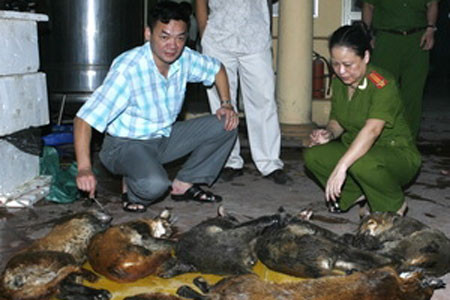 Hà Nội phát hiện vụ vận chuyển 6 cá thể beo lửa ảnh 1 Kiểm tra số beo lửa vận chuyển trái phép