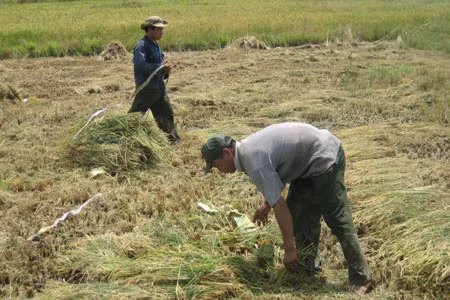 Thanh niên Làng Thanh niên lập nghiệp biên giới Ia Mơr thu hoạch lúa Đông Xuân. Ảnh: T.V