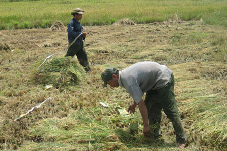 Thanh niên Làng Thanh niên lập nghiệp biên giới Ia Mơr thu hoạch lúa Đông Xuân. Ảnh: T.V
