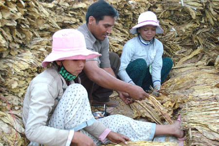 Phân loại thuốc lá. Ảnh: Thất Sơn