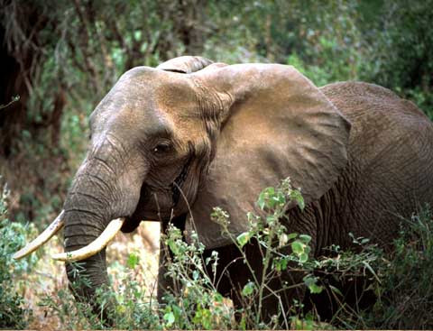 Voi rừng lại phá hoại nhà cửa, hoa màu ở Đồng Nai ảnh 1 Ảnh minh họa