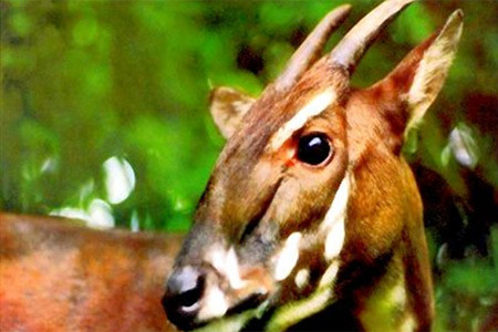Thừa Thiên Huế: Phê duyệt Dự án bảo tồn Sao la ảnh 1 Thừa Thiên Huế: Phê duyệt Dự án bảo tồn Sao la ảnh 1