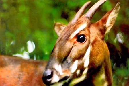 Thừa Thiên Huế: Phê duyệt Dự án bảo tồn Sao la ảnh 1 Thừa Thiên Huế: Phê duyệt Dự án bảo tồn Sao la ảnh 1