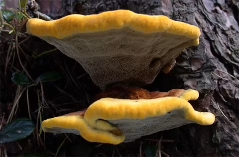 Mọi loài nấm đều có vai trò quan trọng đối với hệ sinh thái xung quanh chúng, kể cả những loài nấm có khả năng gây bệnh. Nấm phân hủy các hợp chất hữu cơ nên chúng là mắt xích quan trọng trong chu trình chuyển hóa và trao đổi vật chất.