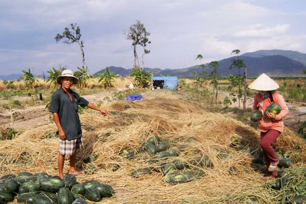 Ông Hồ Văn Đi chỉ tay vào đống dưa vừa thu hoạch nhưng vẫn chưa có người mua. Ảnh: H.T