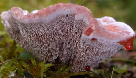 Nước màu đỏ rỉ ra từ nấm Hydnellum peckii, loài nấm mọc trong các rừng thông.