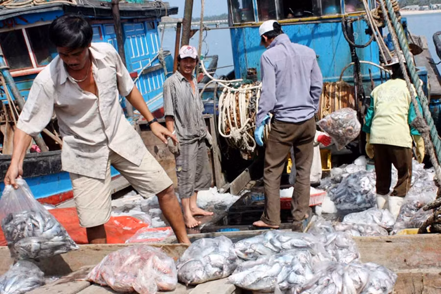  Tại cảng Sa Huỳnh-đã có nhiều tàu thuyền về bến tiêu thụ cá nóc. Ảnh: Trường An