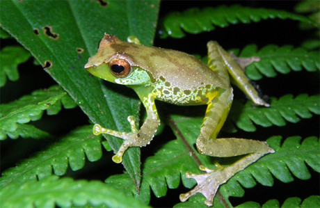 Loài ếch cây mới mà các nhà khoa học phát hiện tại Việt Nam phát ra những âm thanh khác nhau sau mỗi lần kêu. Loài ếch cây mới mà các nhà khoa học phát hiện tại Việt Nam phát ra những âm thanh khác nhau sau mỗi lần kêu.