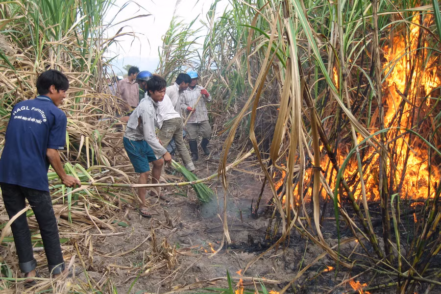 Mía liên tục bị kẻ xấu đốt cháy. Ảnh: Đức Phương Mía liên tục bị kẻ xấu đốt cháy. Ảnh: Đức Phương