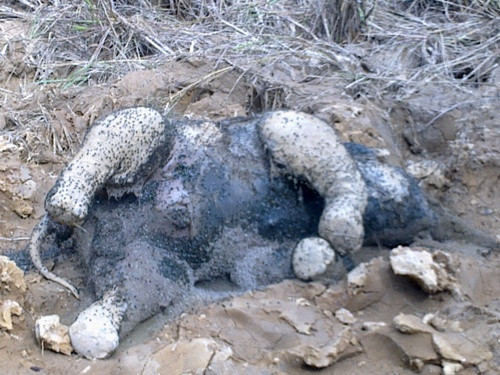  Voi con đực khoảng 5 tháng tuổi được phát hiện chết trong VQG Yok Đôn.