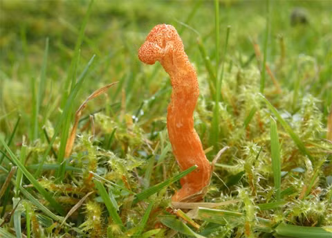 Nấm Cordyceps militaris thường tiêu diệt nhộng bướm trong đất.