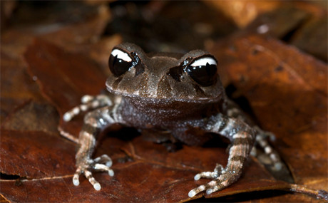 Mắt của ếch Âm Dương gồm hai nửa màu trắng và màu đen. Mắt của ếch Âm Dương gồm hai nửa màu trắng và màu đen.