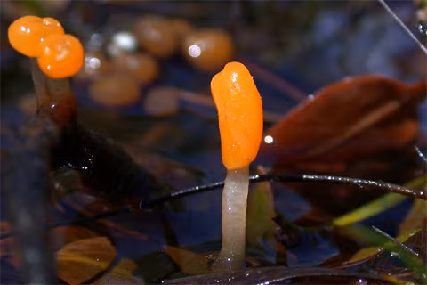 Nấm không phải động vật và cũng không phải thực vật. Chúng là những sinh vật nhân chuẩn tự dưỡng có thành tế bào bằng kitin.