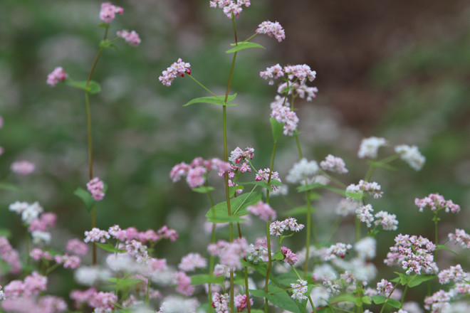  Lá loài hoa này lá có thể làm thức ăn, hạt nấu rượu, làm bánh, thân cây khi già làm thức ăn cho gia súc.