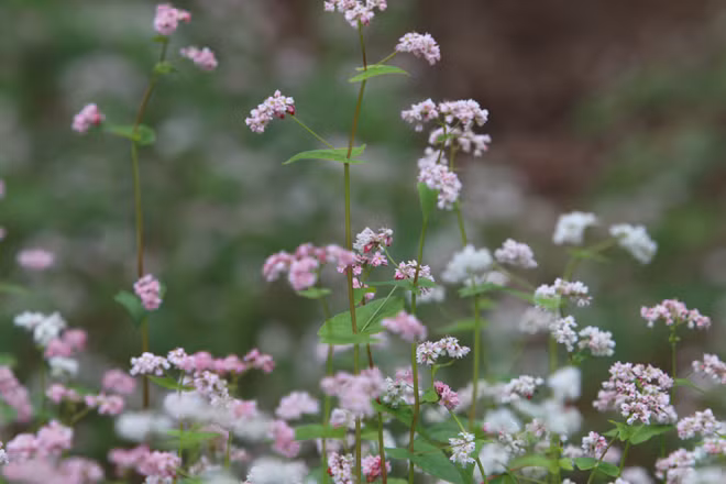  Lá loài hoa này lá có thể làm thức ăn, hạt nấu rượu, làm bánh, thân cây khi già làm thức ăn cho gia súc.