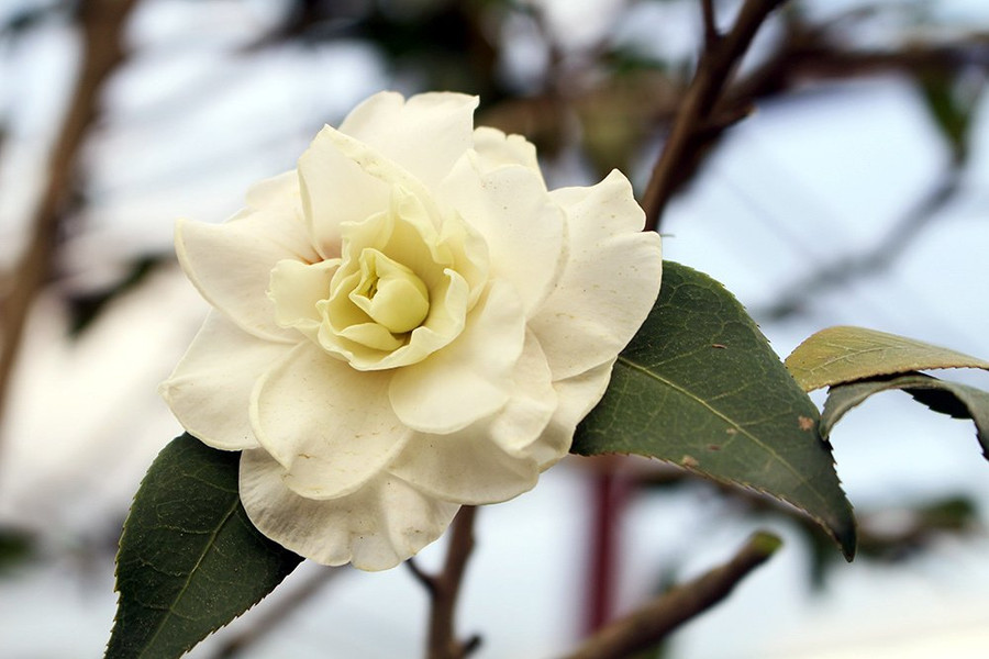 Hoa bạch trà khoe sắc sớm 