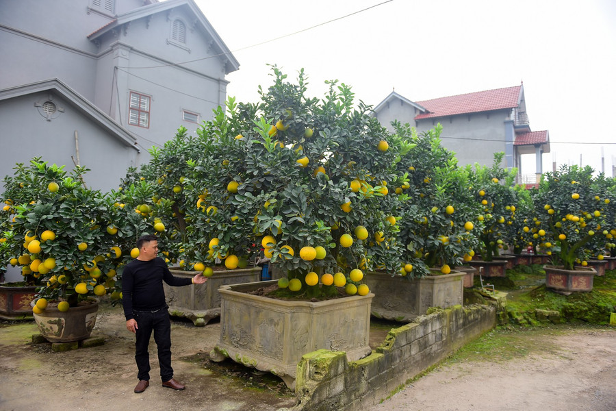 Là một người đã làm bưởi cảnh lâu năm, Anh Hoàng Văn Mến (thôn Phi Liệt, Văn Giang, Hưng Yên) thường xuyên đi khắp các tỉnh phía Bắc để "săn" mua được những cây bưởi cổ thụ về để chăm sóc tạo quả để bán dịp Tết. Là một người đã làm bưởi cảnh lâu năm, Anh Hoàng Văn Mến (thôn Phi Liệt, Văn Giang, Hưng Yên) thường xuyên đi khắp các tỉnh phía Bắc để