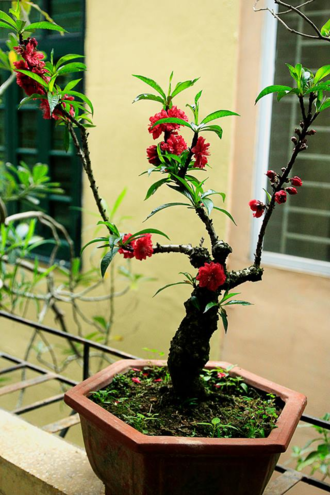  Cây đào thất thốn 15 triệu được bán dịp Tết 2018. Ảnh: NVCC.