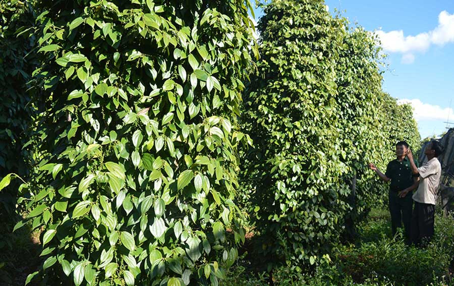  Hội viên cựu chiến binh xã Ia Vê (huyện Chư Prông) trao đổi kinh nghiệm sản xuất. Ảnh: P.D