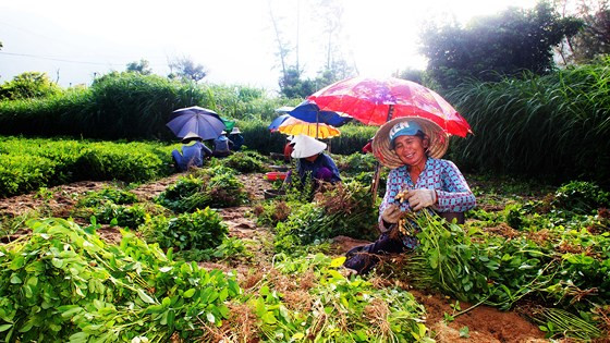 Người dân ở thung lũng Vĩnh Hội đang bội thu vụ đậu phộng "bạc tỷ" Người dân ở thung lũng Vĩnh Hội đang bội thu vụ đậu phộng
