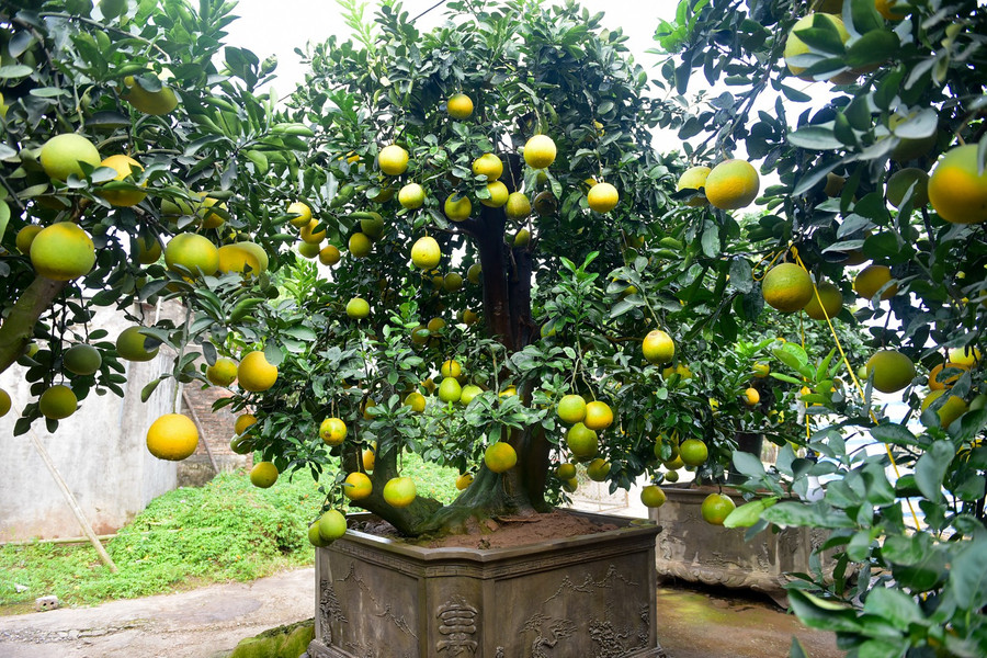 Tại vườn bưởi cảnh của anh Mến, các cây đều có thế riêng, sai trĩu quả. Anh Mến cho biết: "Tôi thích nhất cây bưởi vì có mùi thơm rất dễ chịu, nếu là cây cổ thụ thì có nhiều thế rất đẹp". Tại vườn bưởi cảnh của anh Mến, các cây đều có thế riêng, sai trĩu quả. Anh Mến cho biết: