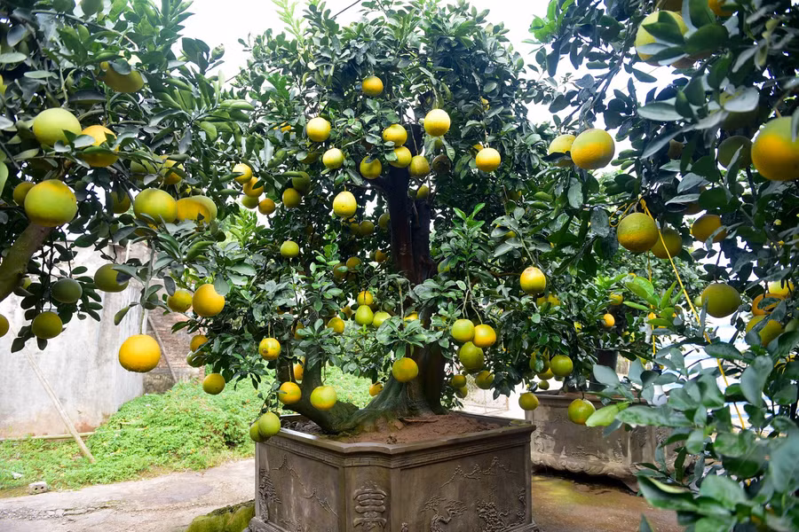 Tại vườn bưởi cảnh của anh Mến, các cây đều có thế riêng, sai trĩu quả. Anh Mến cho biết: 