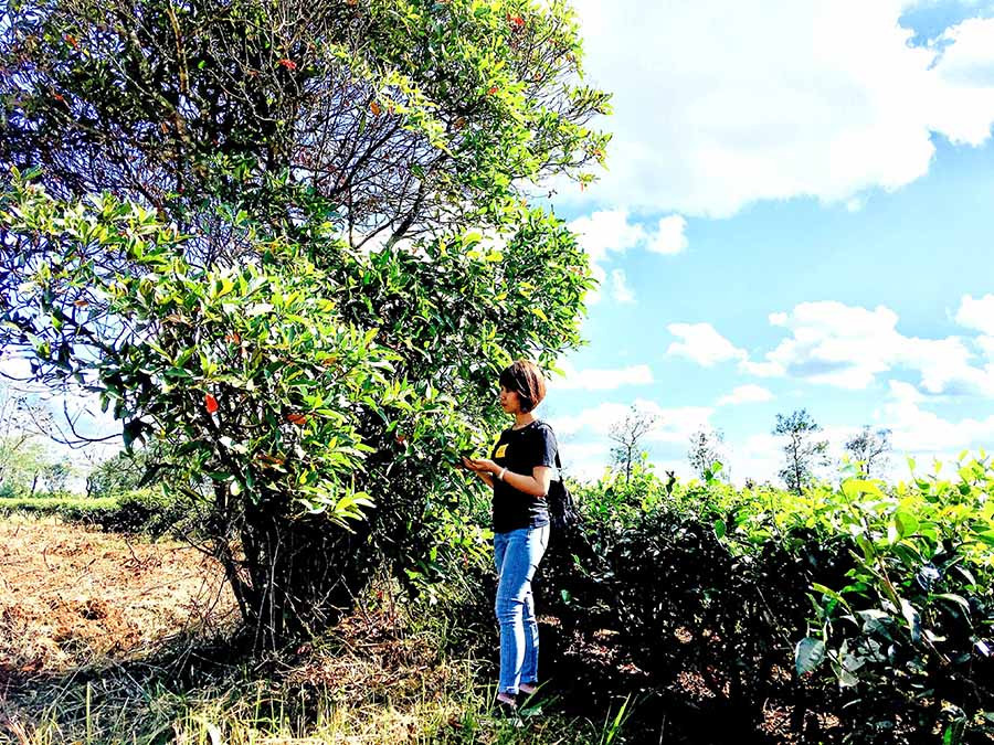  Một trong 4 cây Cinchona còn sót lại tại khu vực Biển Hồ chè. 