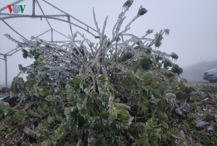 Cây cối như thủy tinh xanh bị đóng băng trong tiết trời giá lạnh.