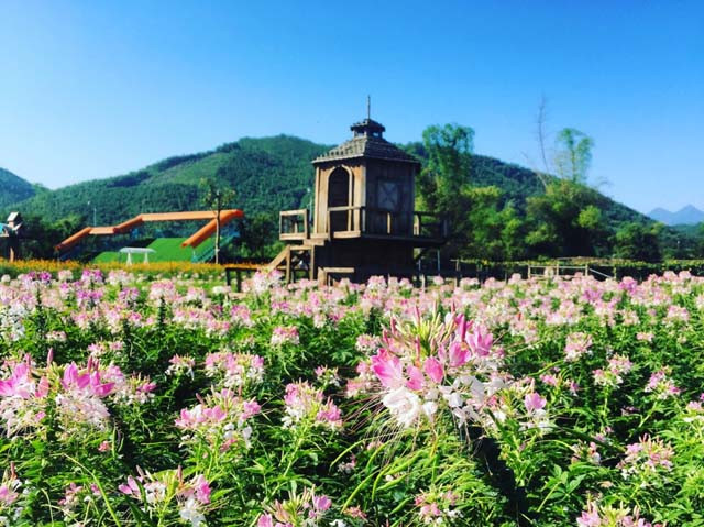  Những cánh đồng hoa bát ngát và rực rỡ sắc màu