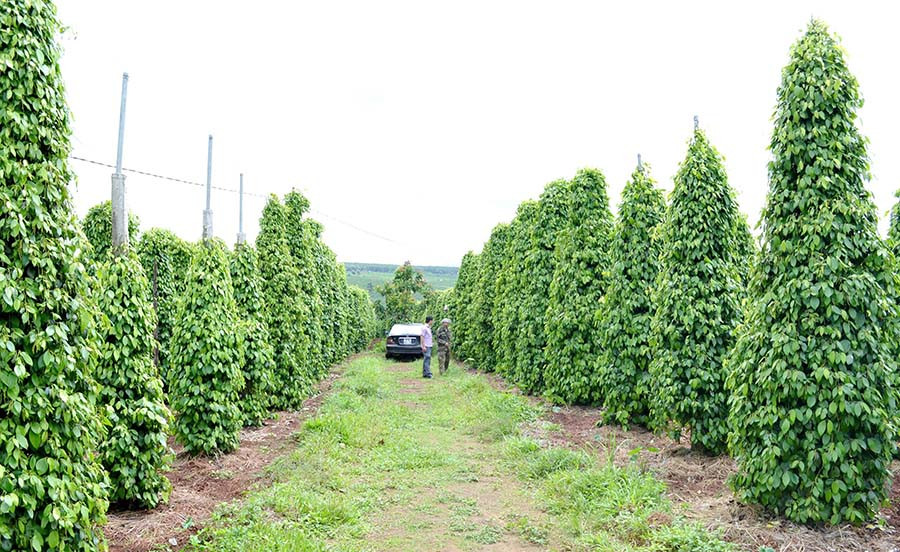 Ứng dụng công nghệ tưới tiết kiệm nước trên cây hồ tiêu giúp nông dân giảm chi phí, tăng lợi nhuận. Ảnh: K.N.B