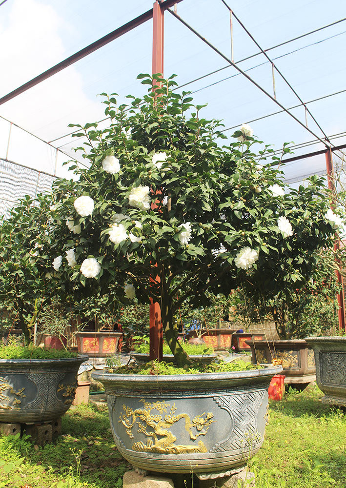  Một chậu bạch trà giá vài chục triệu